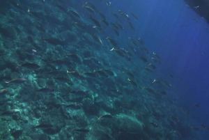 Giardini Naxos Taormina: Dolphin Watching Sunset Tour