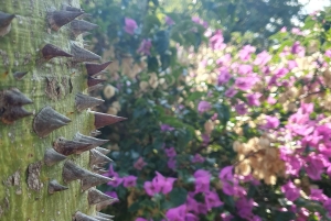 Passeio dos padrinhos em Corleone com o Leoluca