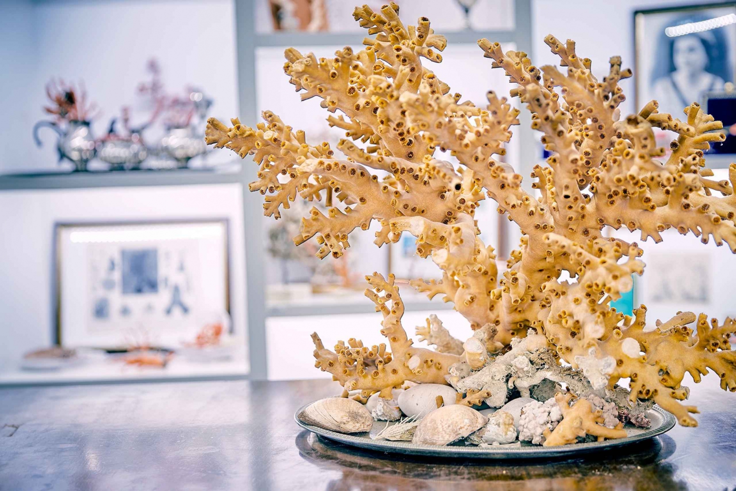 Guidet omvisning på korallmuseet i Sciacca
