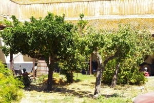 Historisk Baglio Florio Adamo-tur med vinprovning