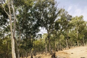 Horseback ride to Caltabellotta and brunch with a shepherd