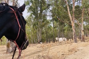 Horseback ride to Caltabellotta and brunch with a shepherd