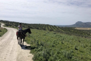 Horseback riding through the olive groves of Sciacca