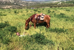 Horseback riding through the olive groves of Sciacca