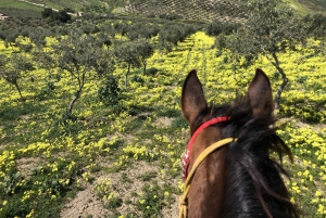 Horseback riding through the olive groves of Sciacca