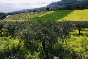 Horseback riding through the olive groves of Sciacca
