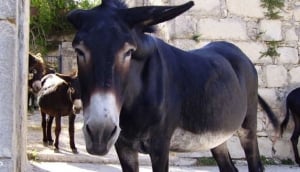 Il Passo dell'Asino - The Pace of the Donkey