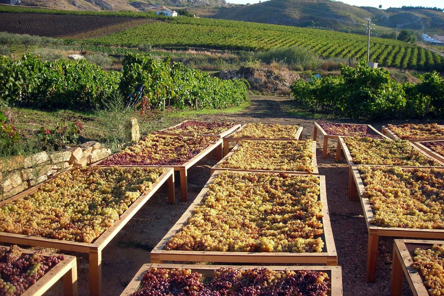 Na contrada Salinella, degustação didática de vinhos típicos da Sicília