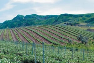 Na contrada Salinella, degustação didática de vinhos típicos da Sicília