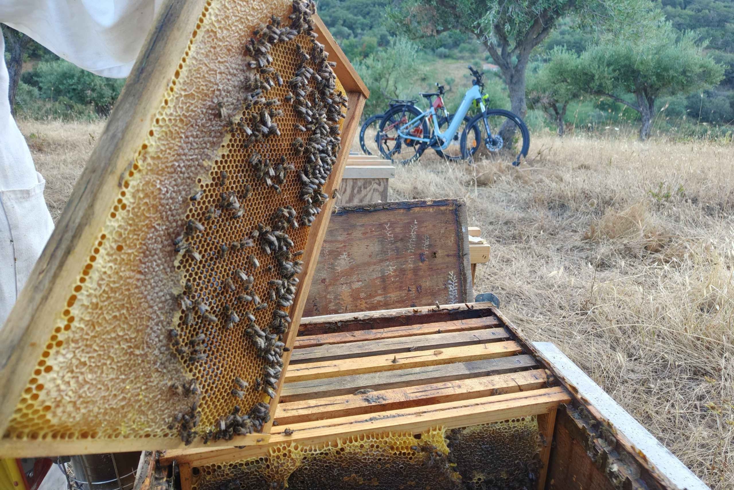 Isnesso : excursion à vélo dans les montagnes Madonie avec visite d'un rucher