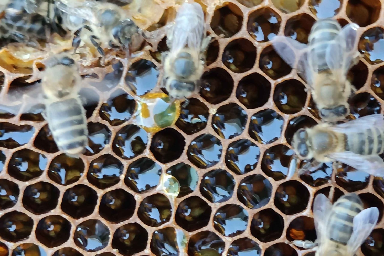 Isnesso : excursion à vélo dans les montagnes Madonie avec visite d'un rucher
