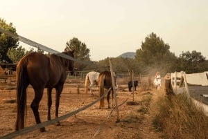 Italy: 2 Hours Horseback Riding Tour through Countryside