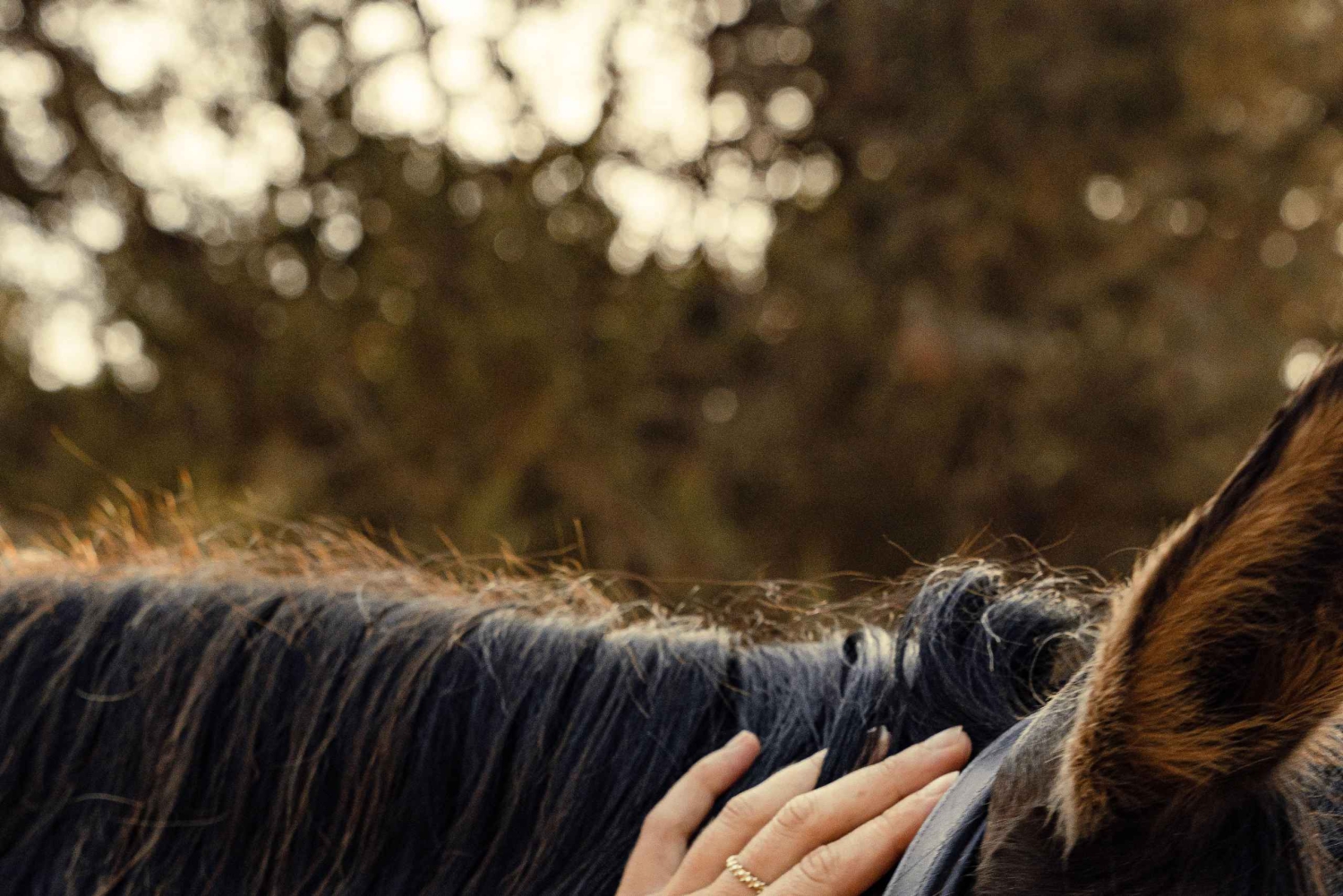 イタリア：海岸沿いの森で楽しむ乗馬体験（3時間、送迎付き）