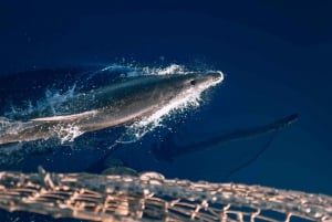 Lampedusa: Sunset Dolphin Sighting on a Pirate Ship