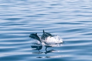 Lampedusa: Sunset Dolphin Sighting on a Pirate Ship