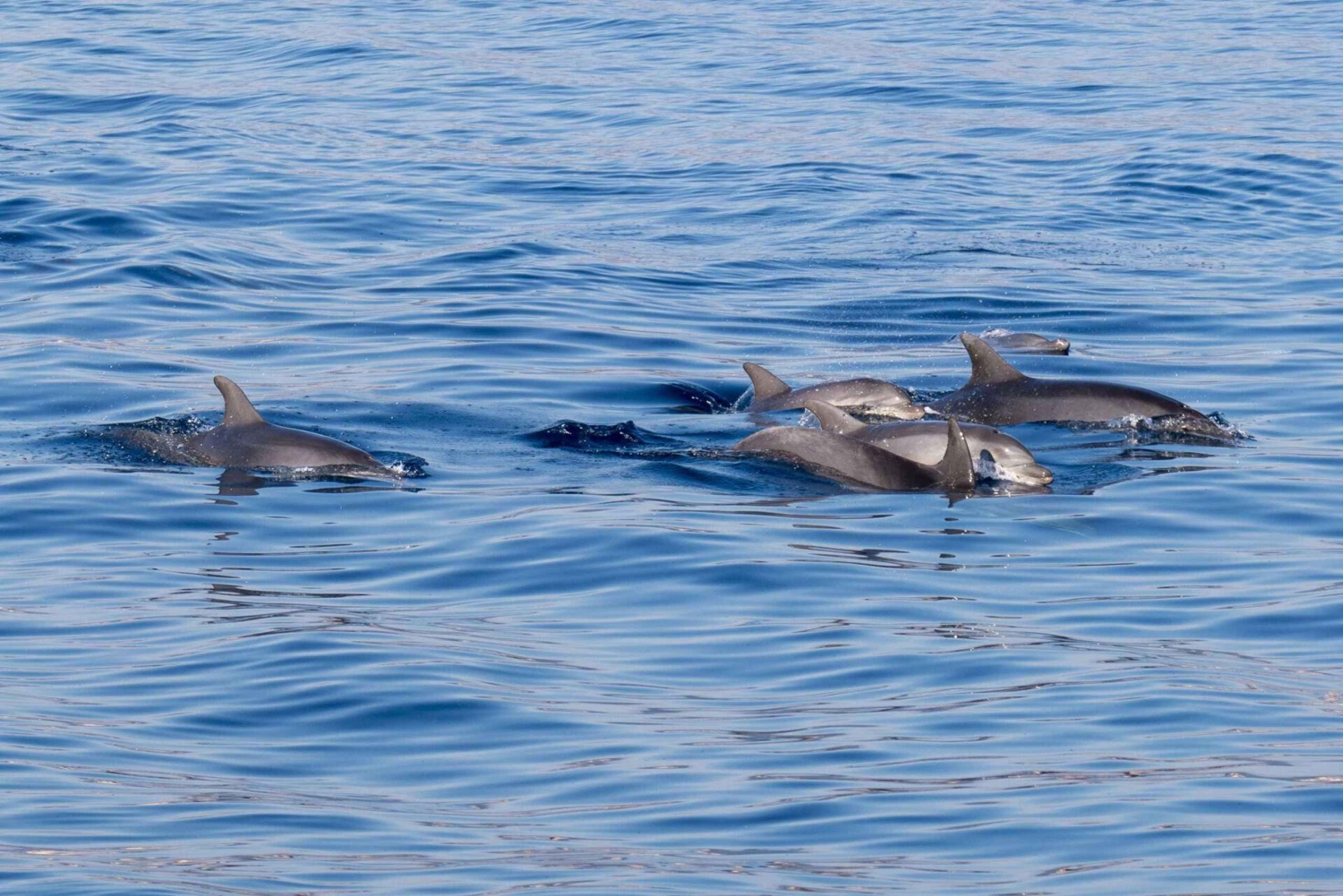 Letojanni, Taormina ja Isola Bella: päivittäinen ryhmäretki aperitiivilla