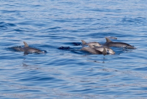 Letojanni, Taormina ja Isola Bella: päivittäinen ryhmäretki aperitiivilla