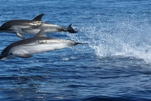 Letojanni og Taormina: PRIVAT DAGSOMVISNING og PRIVAT DELFINOMVISNING