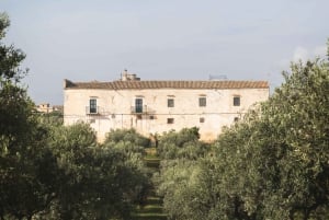 Partinico: Spasertur i en siciliansk olivenlund og hjemmelaget aperitiff