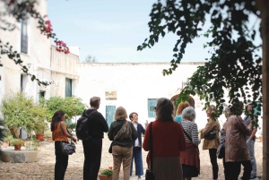 Partinico: Spasertur i en siciliansk olivenlund og hjemmelaget aperitiff