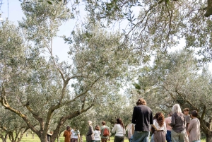 Partinico: Spasertur i en siciliansk olivenlund og hjemmelaget aperitiff