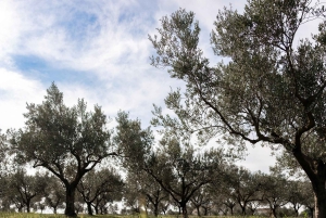 Partinico: Spasertur i en siciliansk olivenlund og hjemmelaget aperitiff