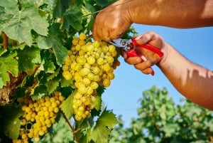 Marsala: Visita à vinícola Florio com degustações de vinhos combinados com comida
