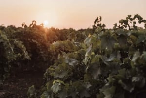 Marsala: vingårdstur och provsmakning av sicilianska ekologiska viner