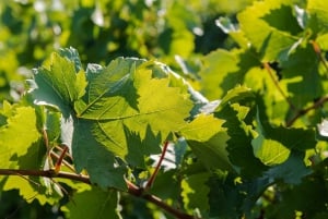 Marsala: vingårdstur og siciliansk økologisk vinsmagning