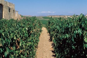 Marsala: vingårdstur med vinprovning och lokala produkter