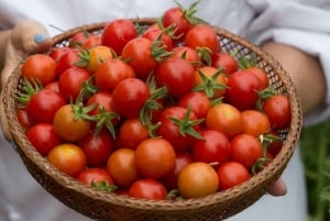 Messina: Pasta-Kochkurs mit Wein (4-Gänge-Menü)