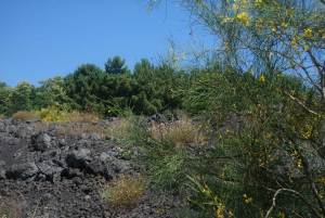 Mount Etna: Full day Jeep Tour with Lunch & Transfers