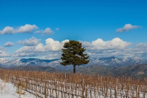 Mount Etna: Winery Tour and Tasting