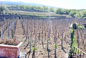 Visite guidée privée de l'Etna avec dégustation de vin