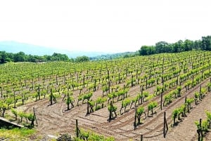Excursão a pé guiada particular ao Monte Etna com degustação de vinhos