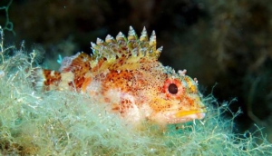 Muciara Diving Center