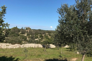 Noto: Od pola do stołu na Sycylii - lekcje gotowania na farmie