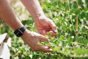 Noto: Od pola do stołu na Sycylii - lekcje gotowania na farmie