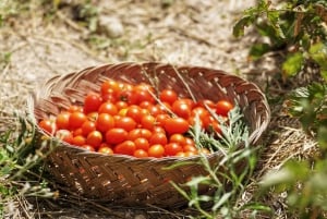 Ното: Ферма на Сицилии - кулинарный класс на ферме