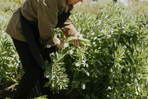 Noto: Høydepunkter Opplevelsesreise Matlaging fra jord til bord