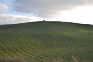 Baglio Florio Adamo: Oil Tasting