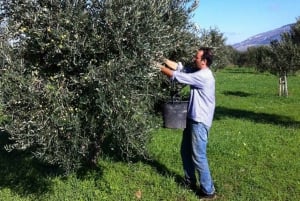 Baglio Florio Adamo: Oil Tasting