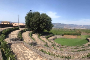 Circuit de dégustation de vins de la vieille Sicile et de l'Etna au départ de Taormine