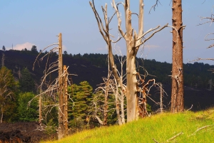 Circuit de dégustation de vins de la vieille Sicile et de l'Etna au départ de Taormine