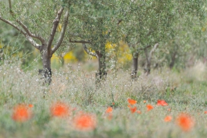 Experiência de prova de azeite em Nicolosi