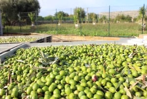 Dégustation d'huile d'olive à Syracuse, Sicile - Evoo Tour