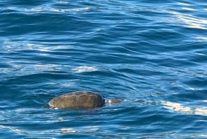 シラキュース：オルティージャ島、ピリリーナ島、海の洞窟を巡るボートツアー