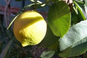 Palermo: Cooking and Limoncello Class