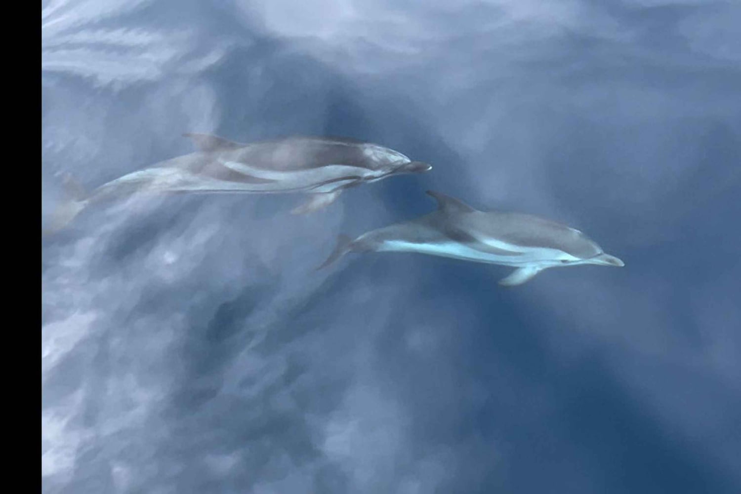 Palermo: Dagsutflykt med snorklingsbåt med lunch och vin