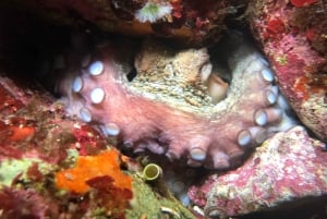 Palermo: Dagsutflykt med snorklingsbåt med lunch och vin